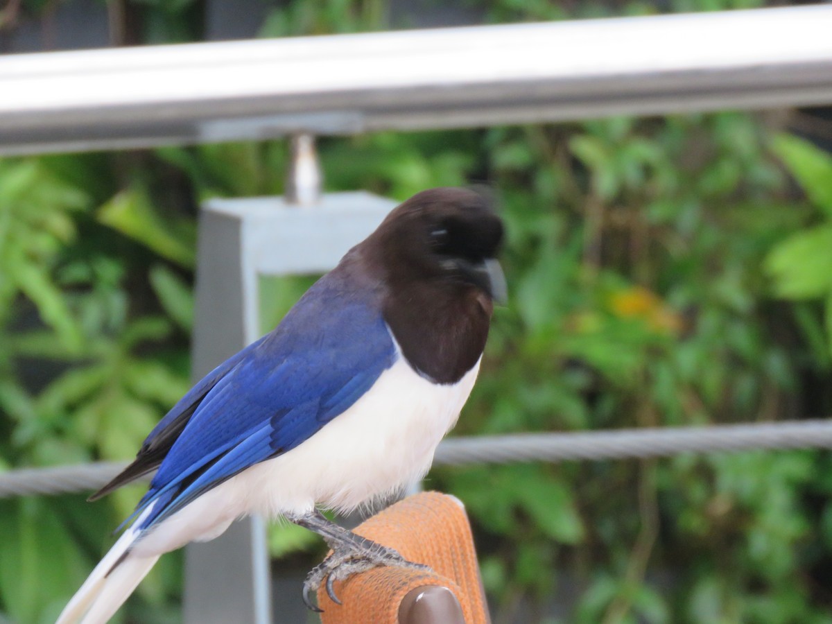 Curl-crested Jay - ML644307056
