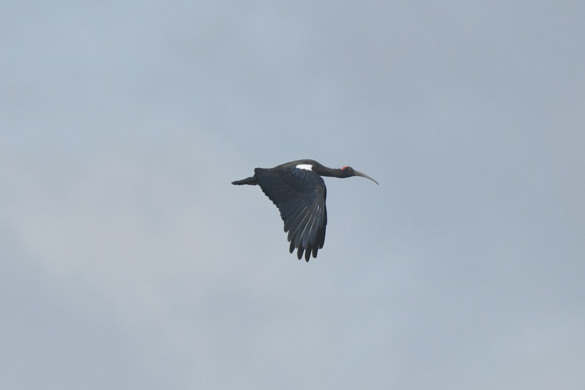 Red-naped Ibis - ML644307058