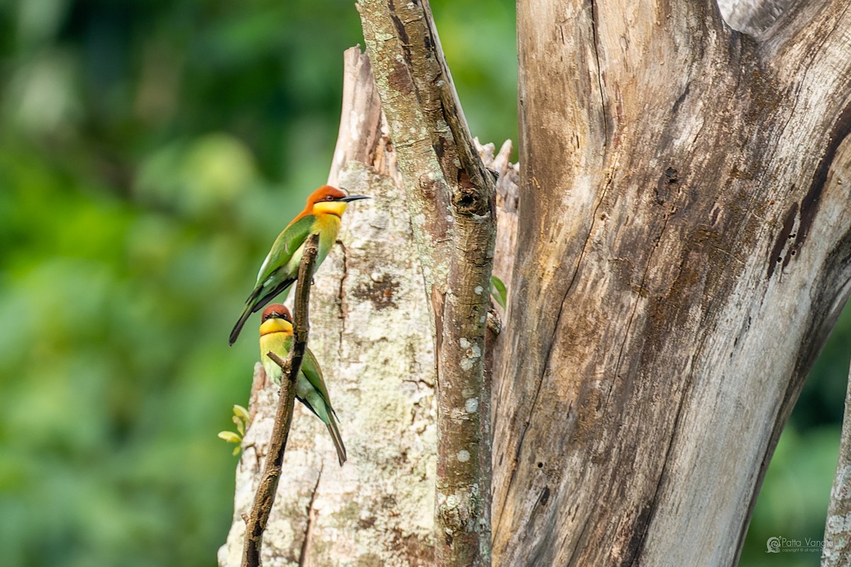 Chestnut-headed Bee-eater - ML644307059
