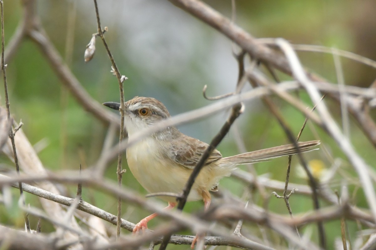 Plain Prinia - ML644307060