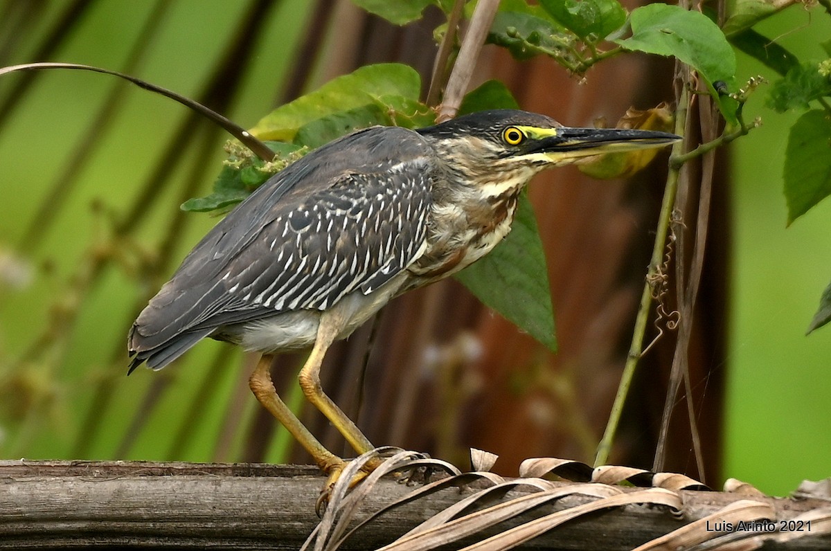 Striated Heron - ML644307063