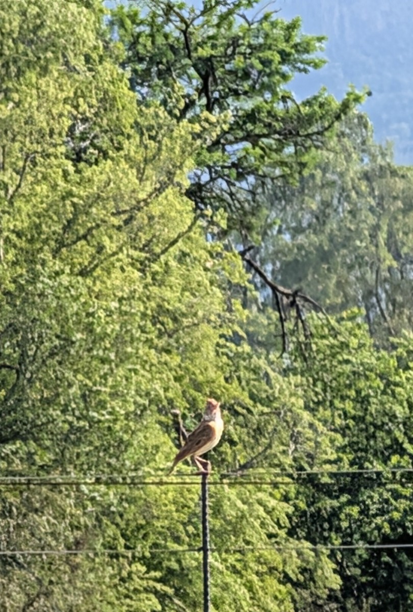 Rufous-naped Lark - ML644307067