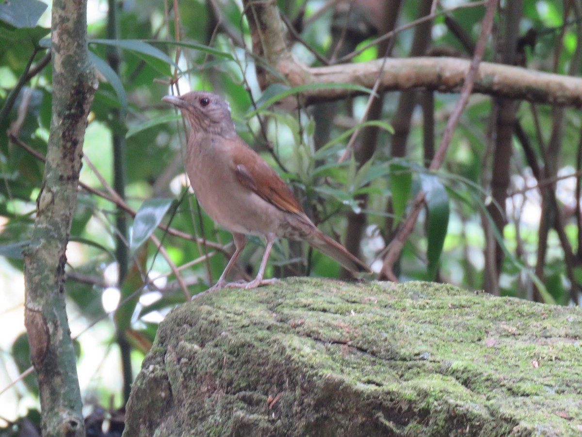 Pale-breasted Thrush - ML644307071