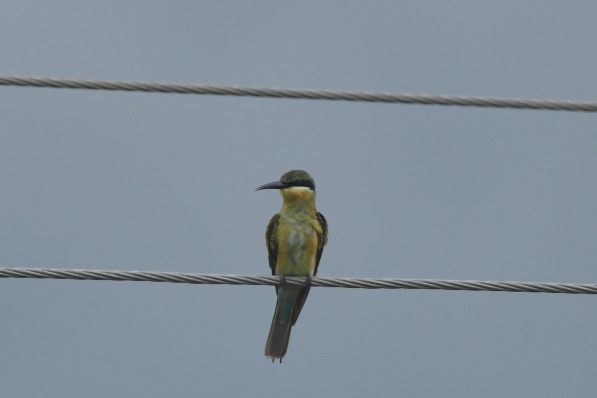 Blue-tailed Bee-eater - ML644307077