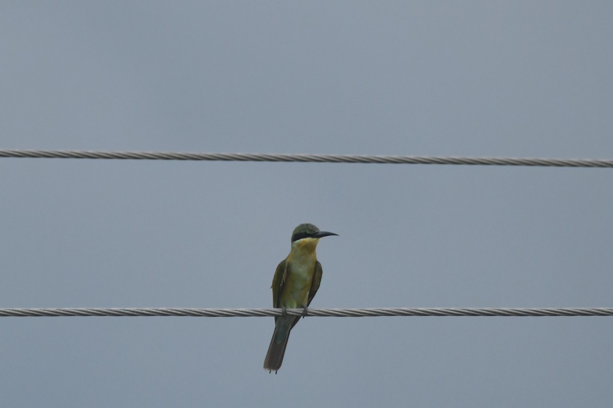 Blue-tailed Bee-eater - ML644307078
