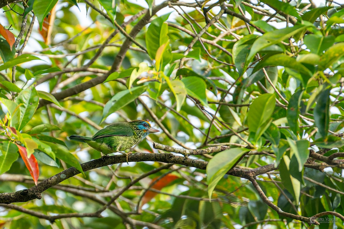 barbet žlutočelý - ML644307080