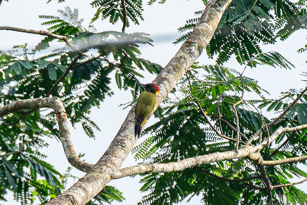 Жовна мала - ML644307087