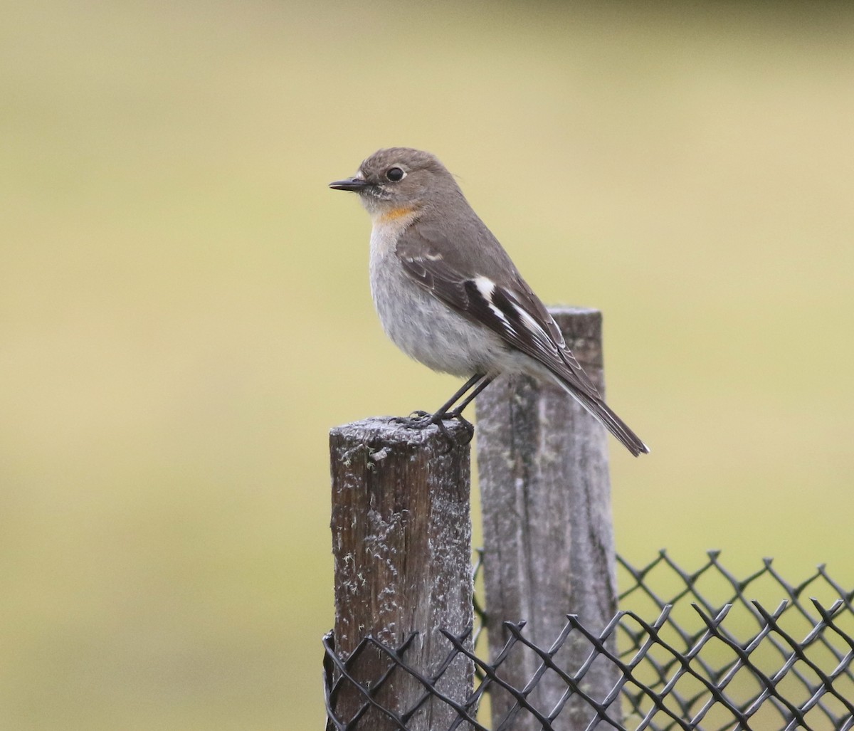 サンショクヒタキ - ML644307090