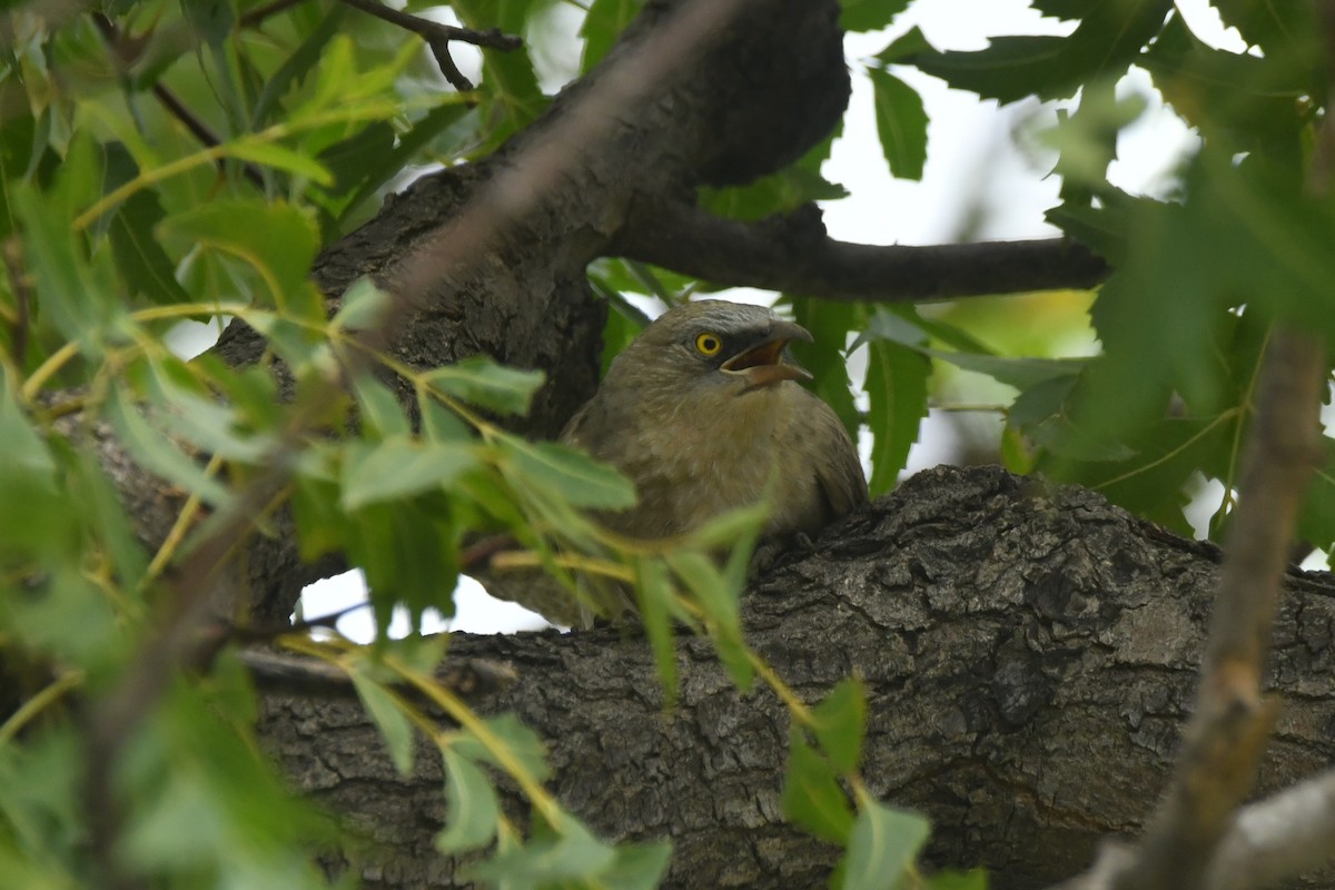 Large Gray Babbler - ML644307091