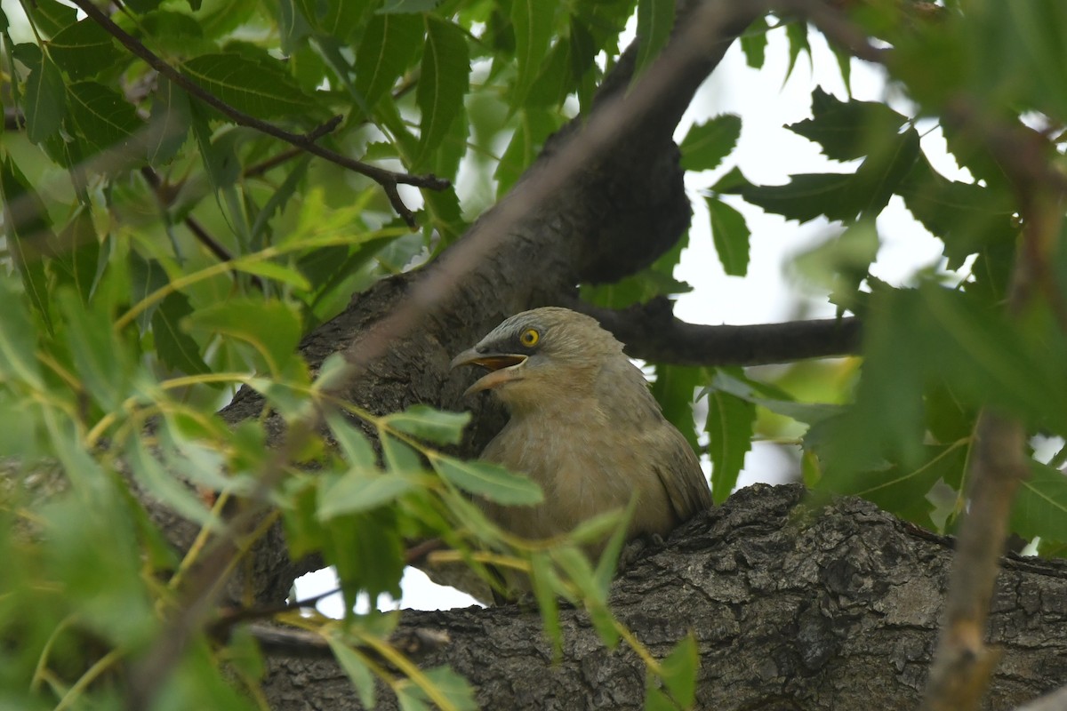 Large Gray Babbler - ML644307093