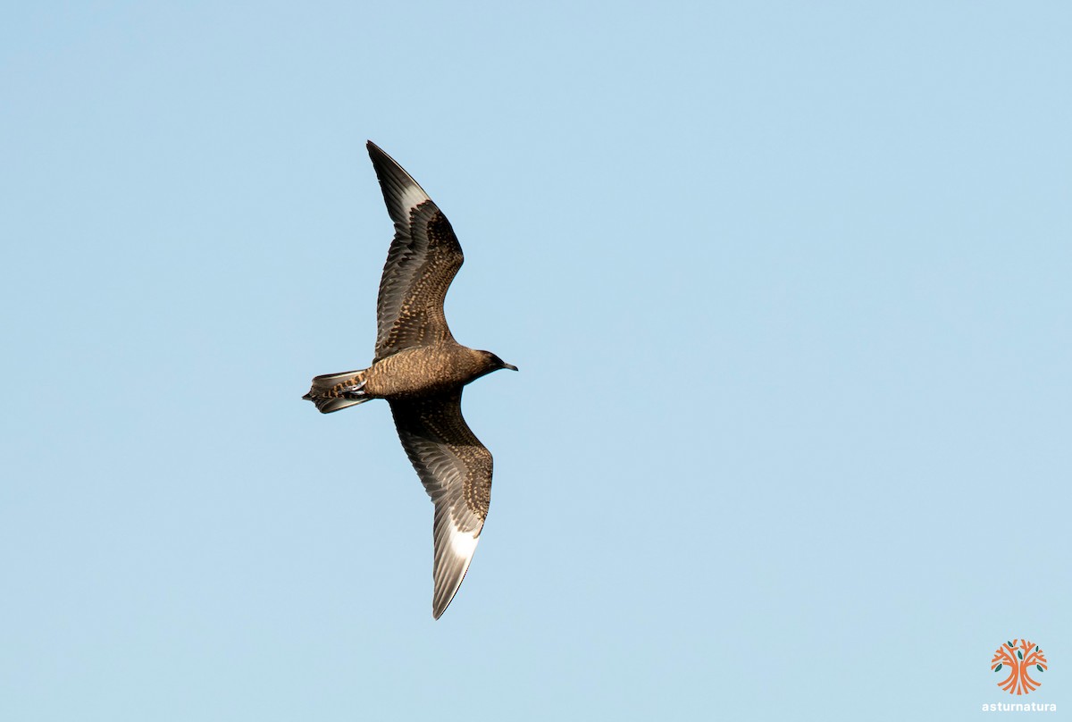 Parasitic Jaeger - ML644307094