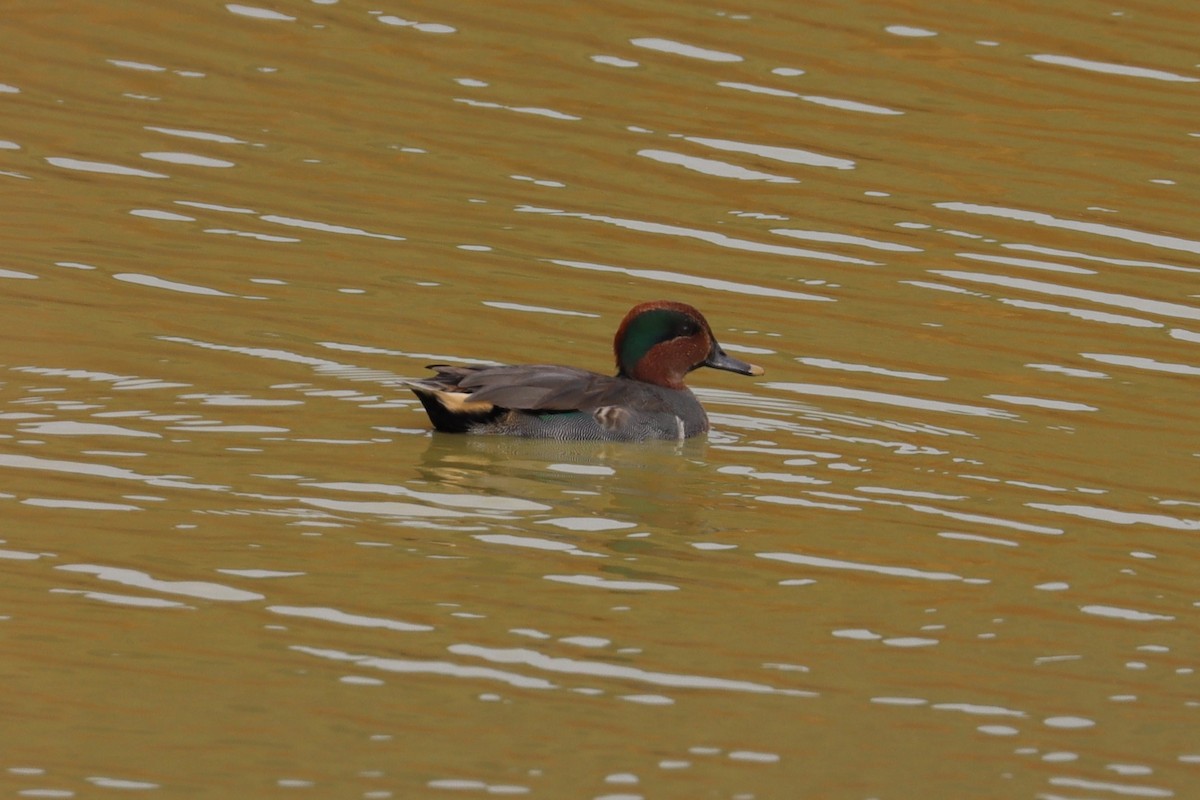 Green-winged Teal - ML644307097