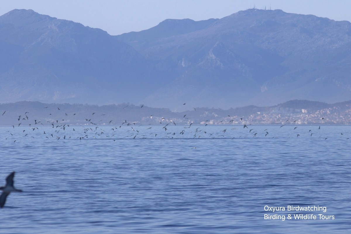 Cory's/Scopoli's Shearwater - ML644307098