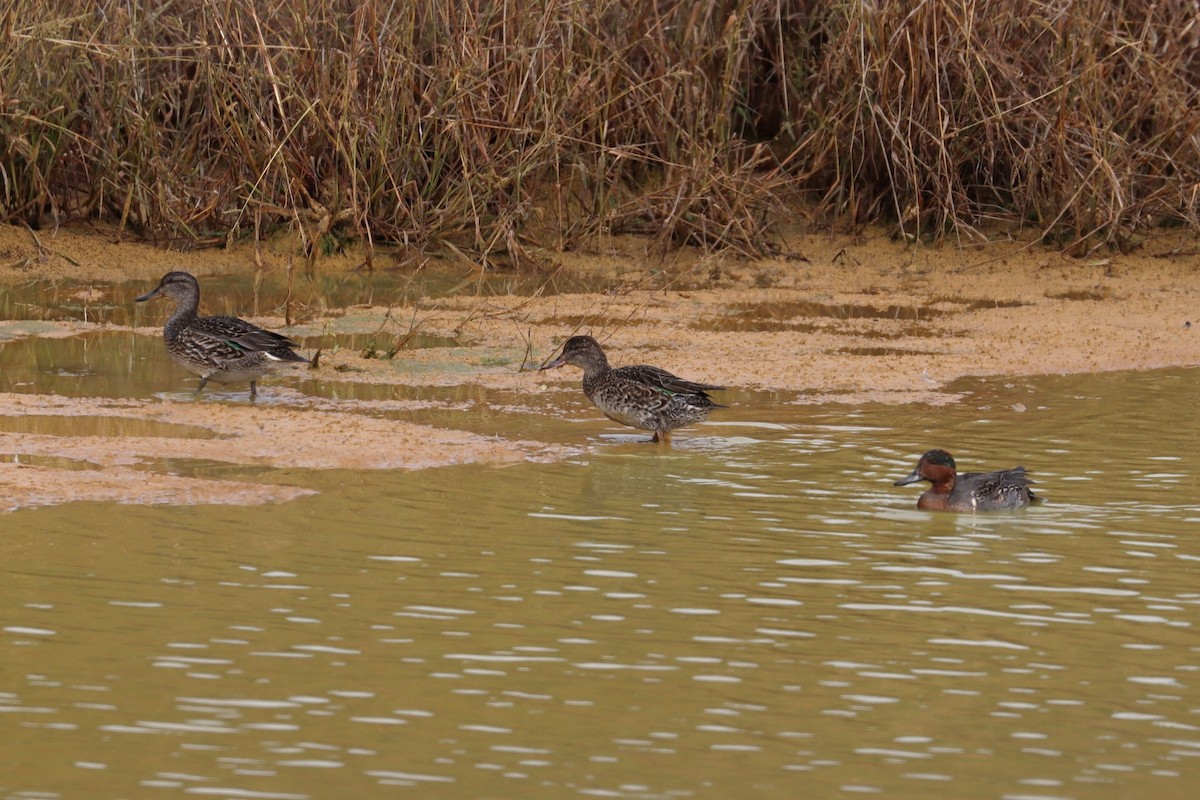 Green-winged Teal - ML644307099