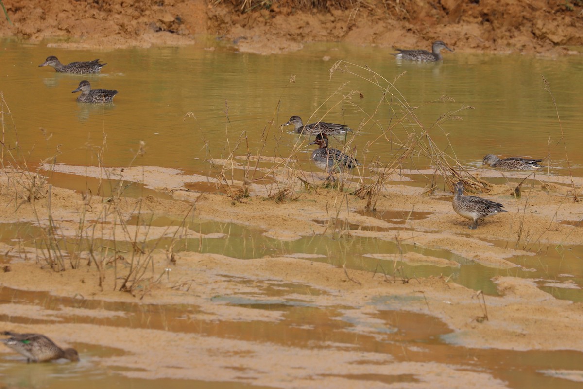 Green-winged Teal - ML644307100