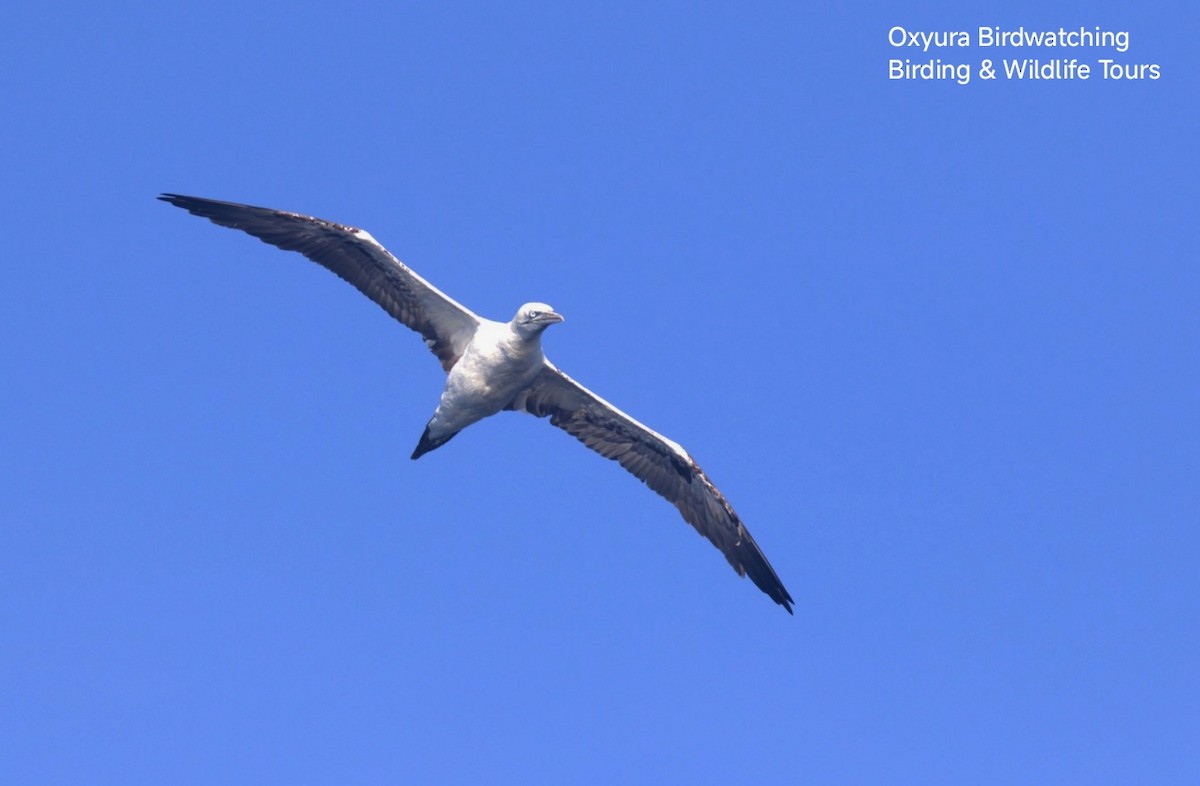 havsule - ML644307102