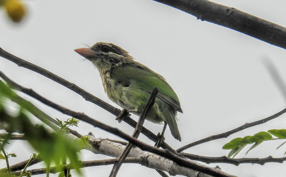 White-cheeked Barbet - ML644307105