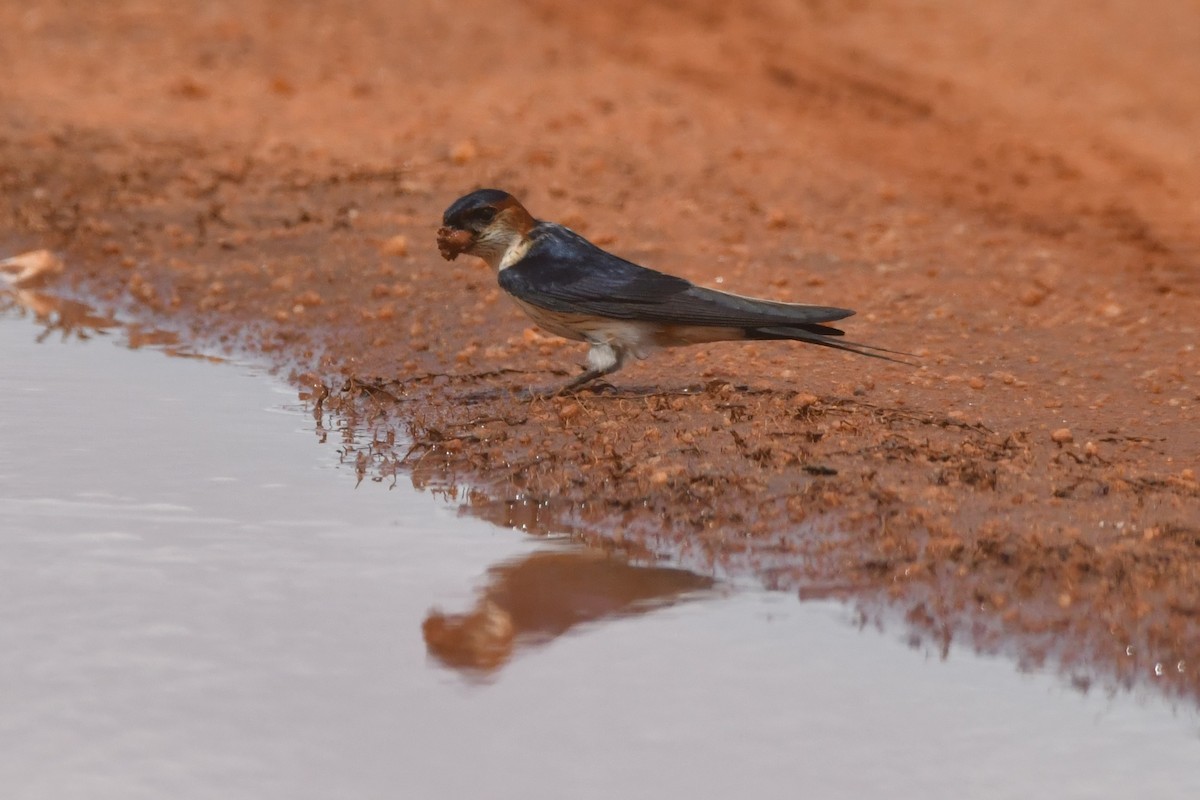Eastern Red-rumped Swallow - ML644307106