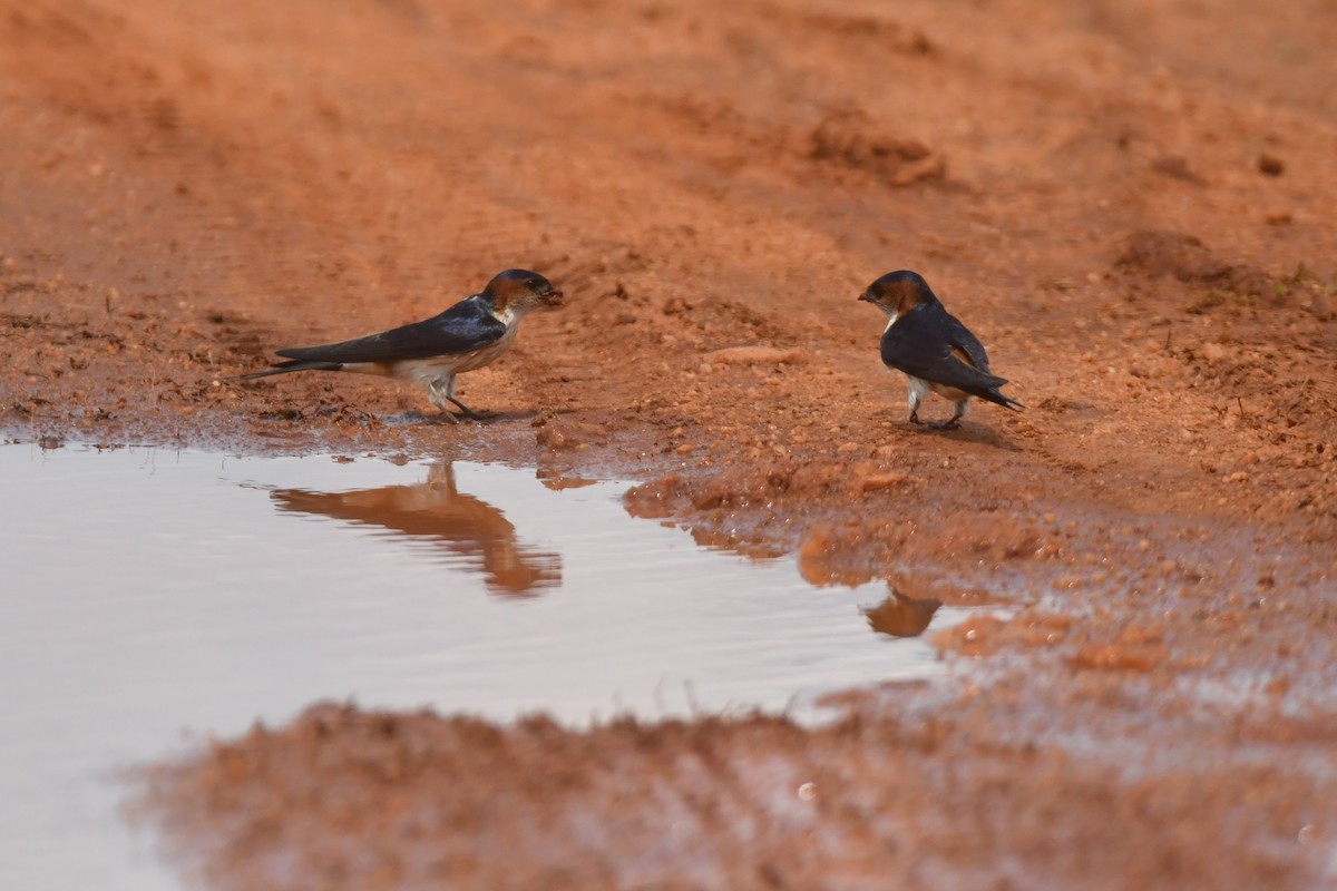 Eastern Red-rumped Swallow - ML644307107