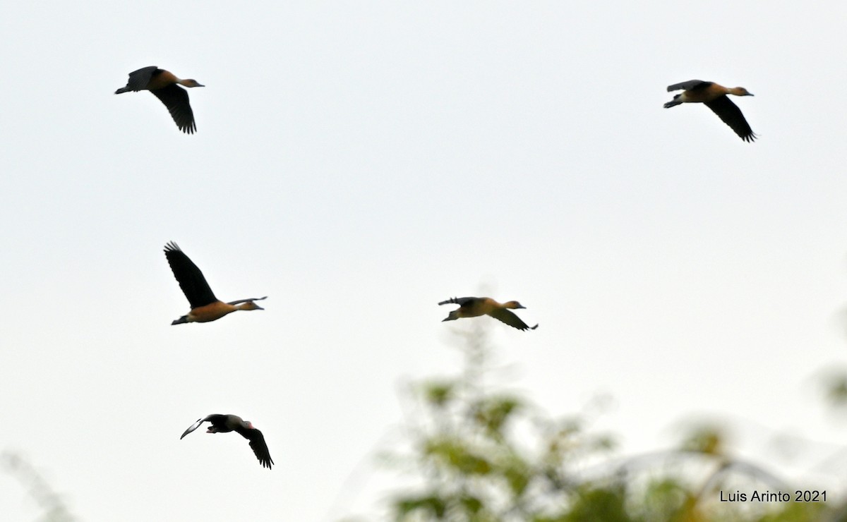 アカリュウキュウガモ - ML644307108