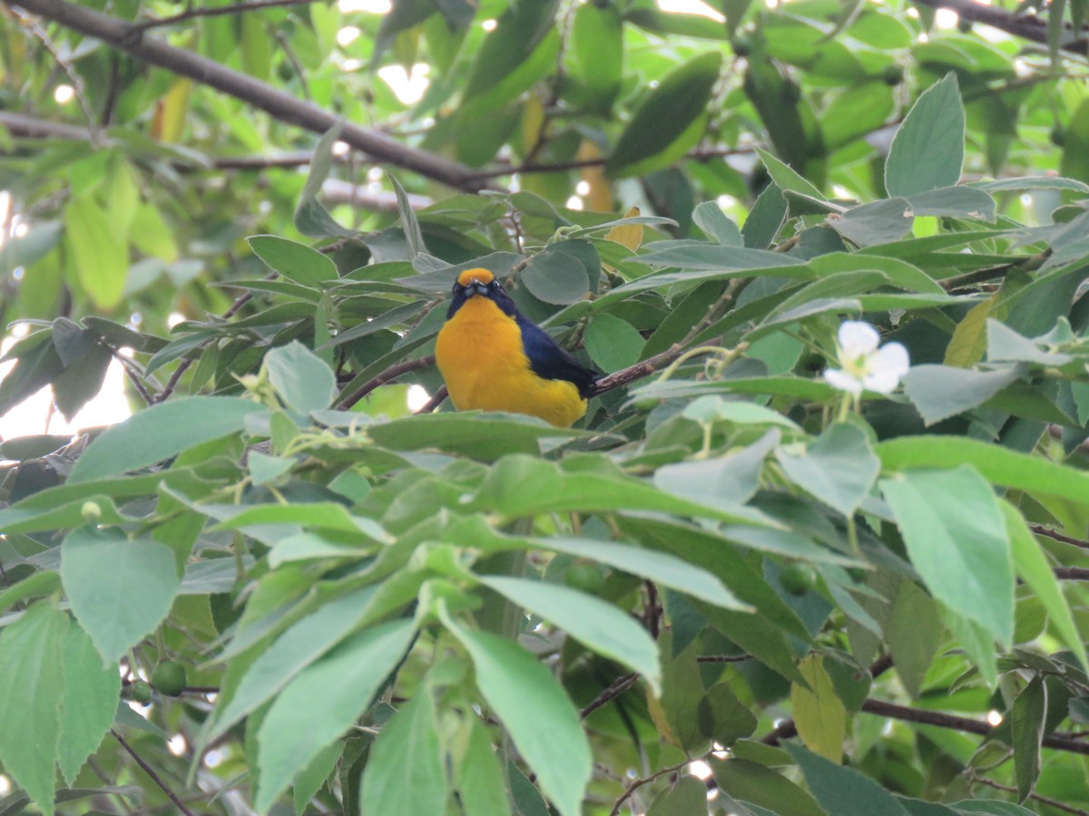 Violaceous Euphonia - ML644307116