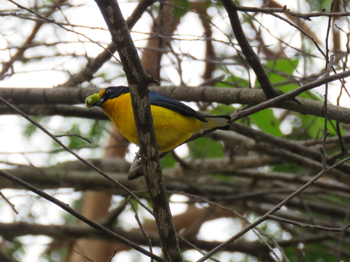 Violaceous Euphonia - ML644307119