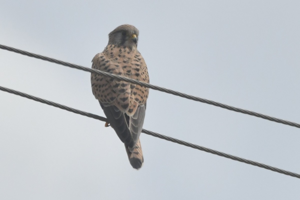 Eurasian Kestrel - ML644307120