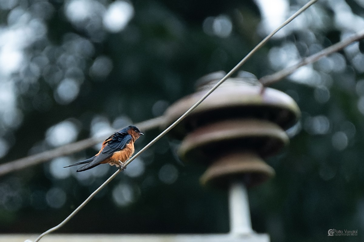 Sri Lanka Swallow - ML644307121