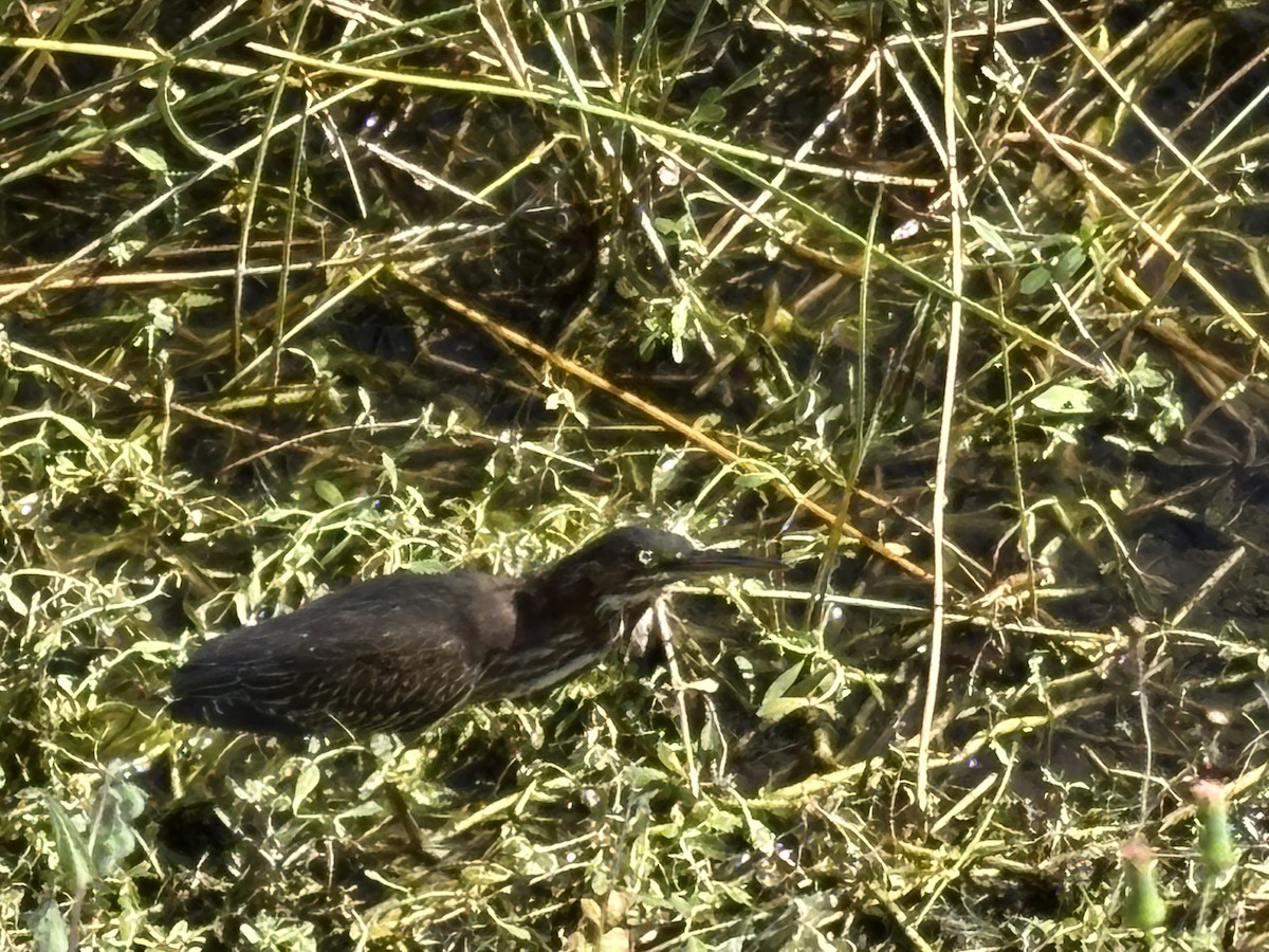 volavka zelenavá - ML644307123