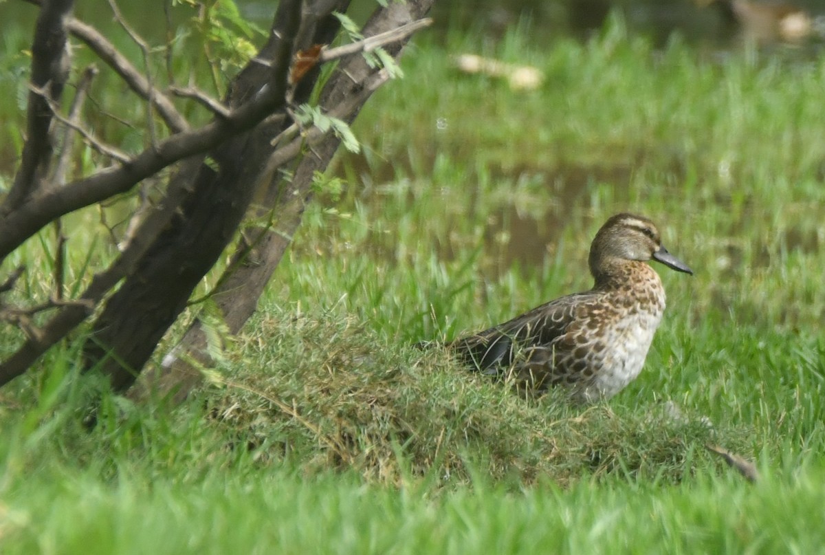 Garganey - ML644307129