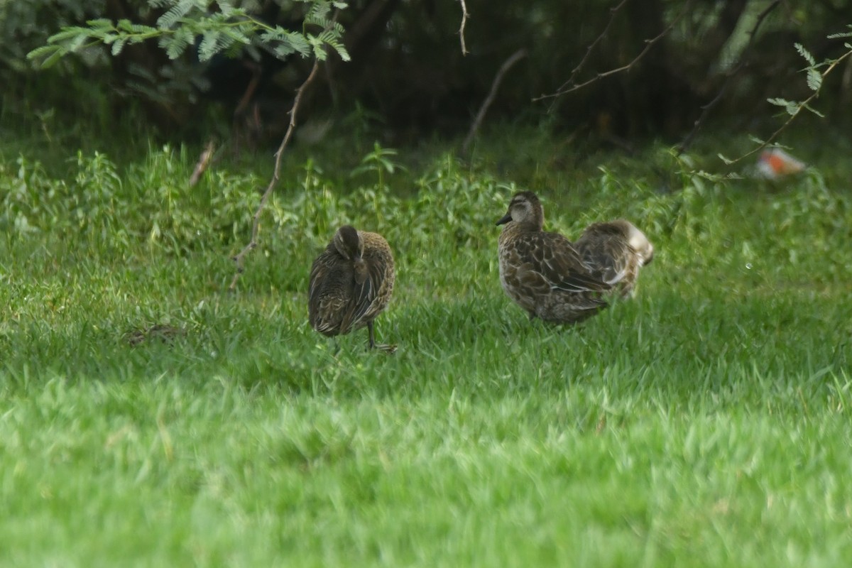 Garganey - ML644307130