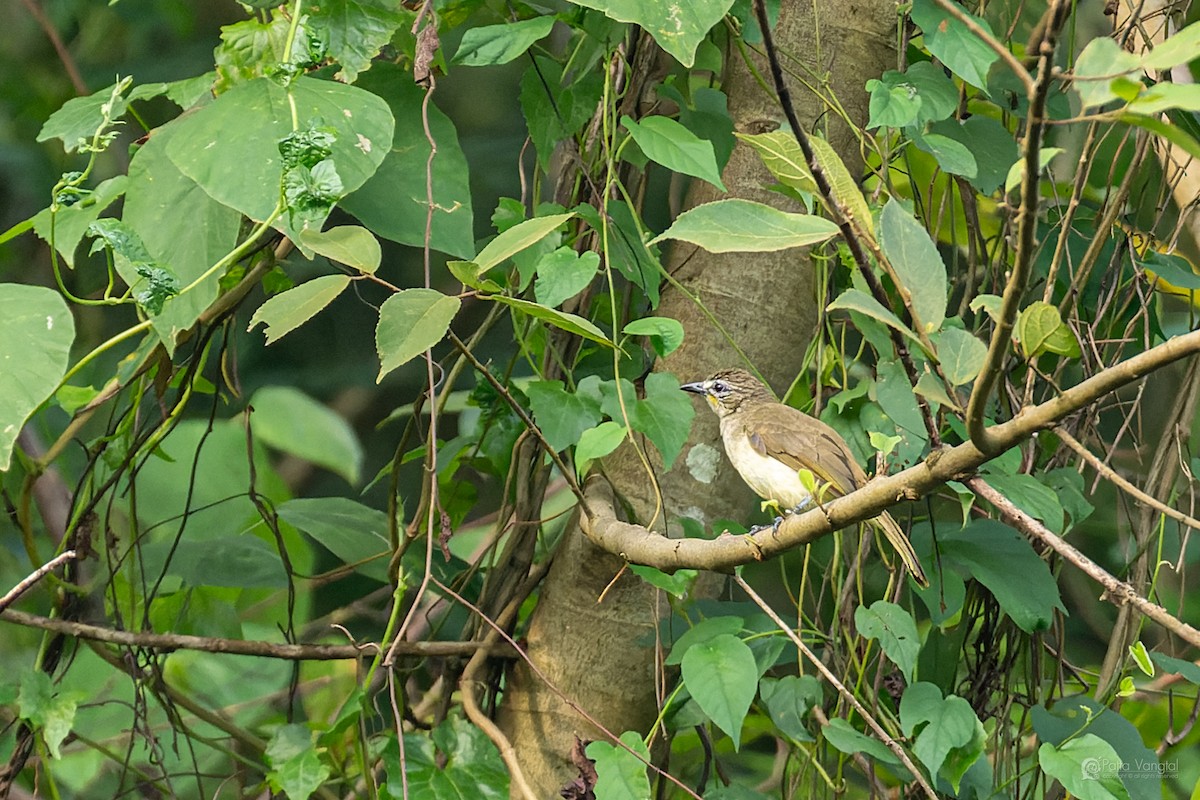 White-browed Bulbul - ML644307134