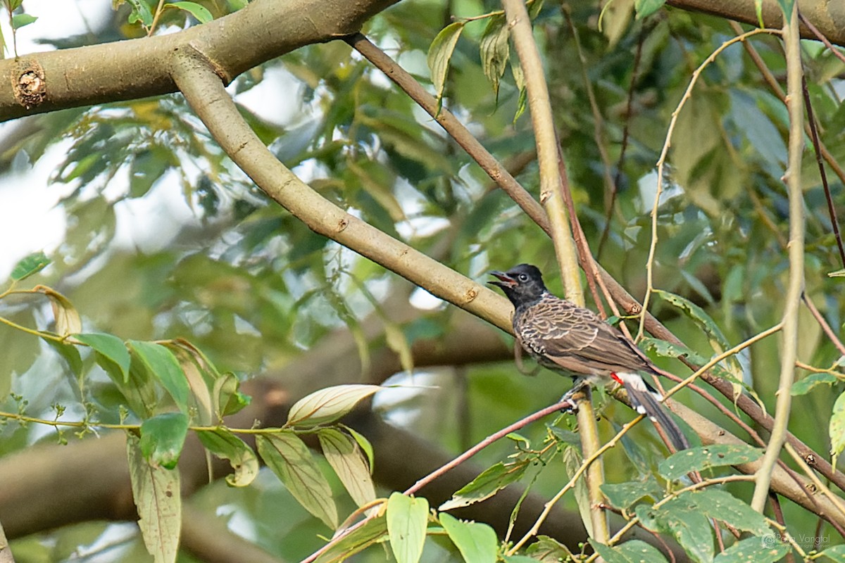 bulbul šupinkový - ML644307138