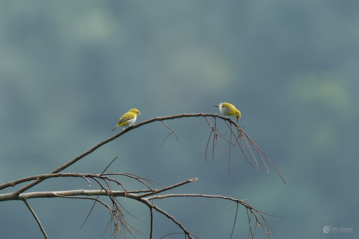 kruhoočko indomalajské - ML644307141