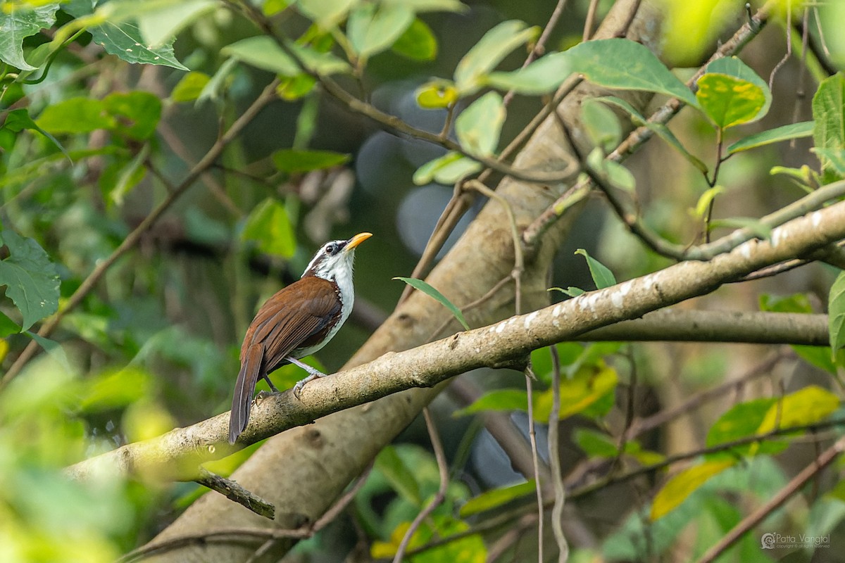 Sri Lanka Scimitar-Babbler - ML644307150