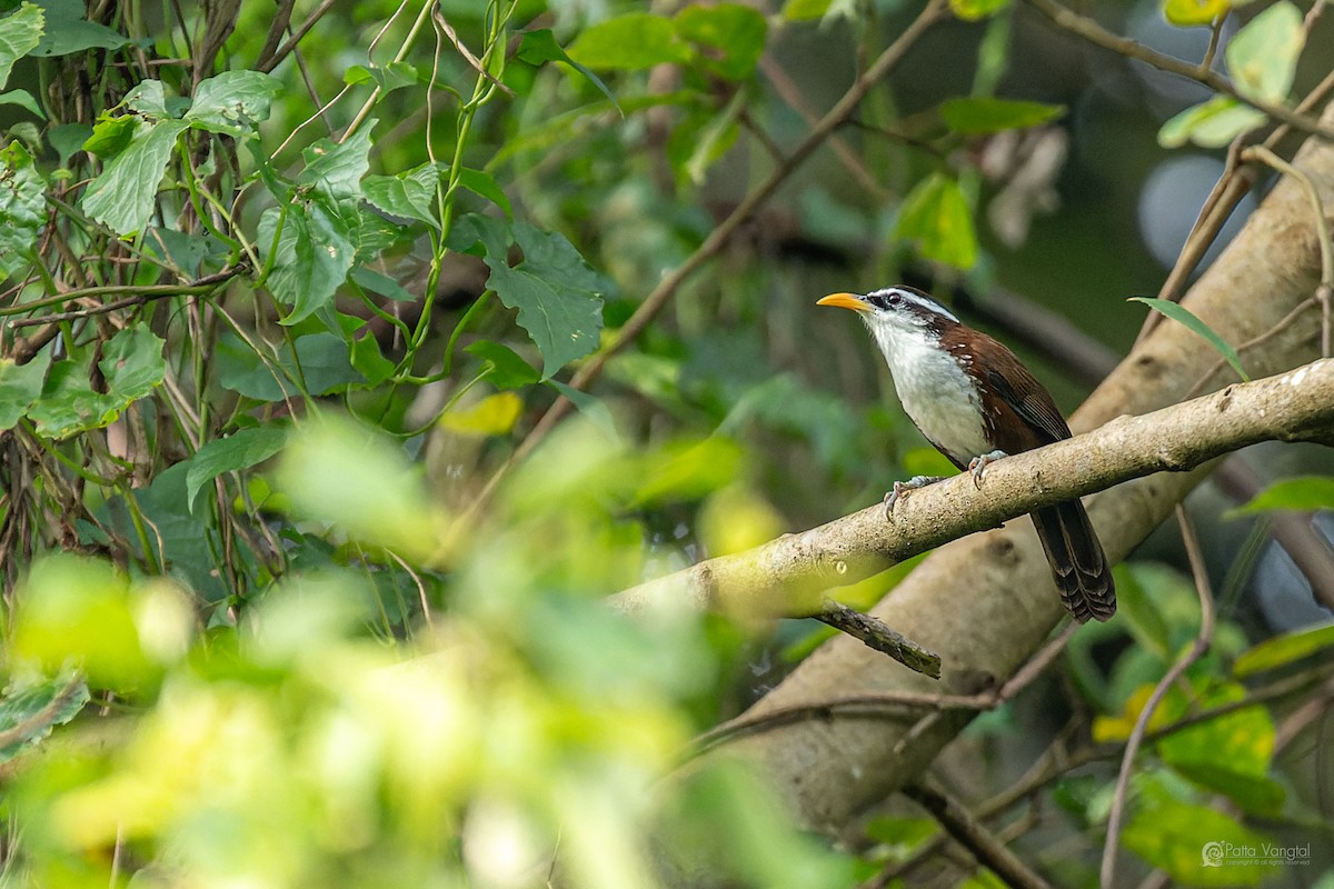 Sri Lanka Scimitar-Babbler - ML644307151