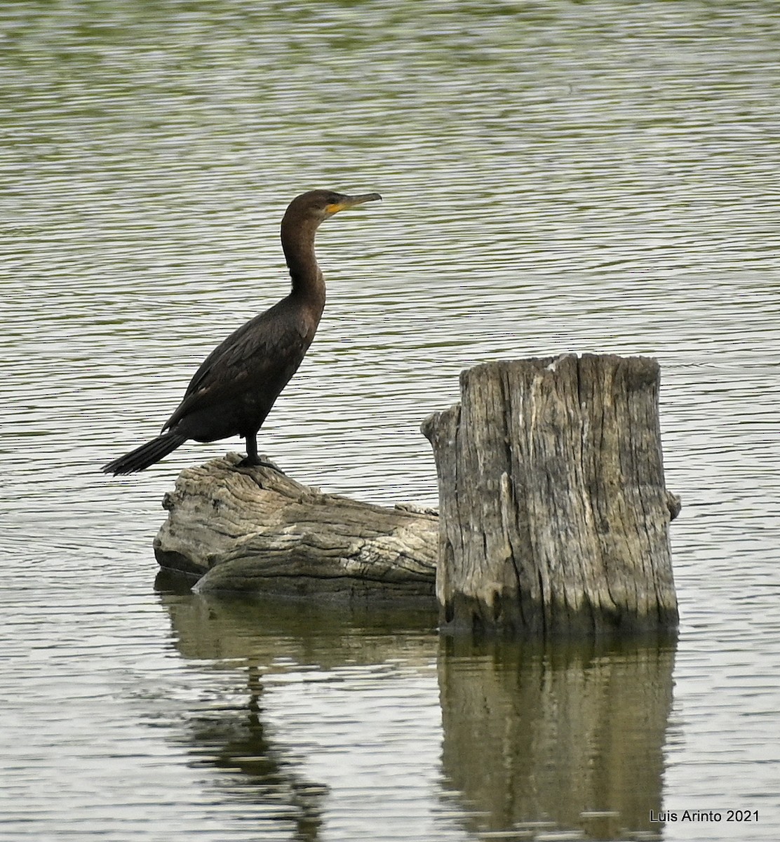 Neotropic Cormorant - ML644307153