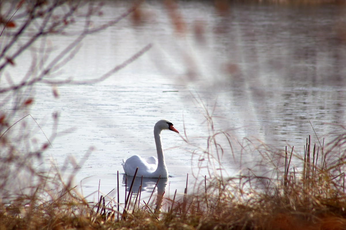 Mute Swan - ML644307155