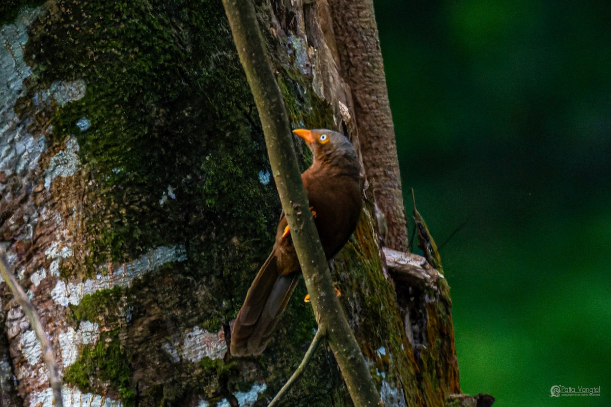 Orange-billed Babbler - ML644307157