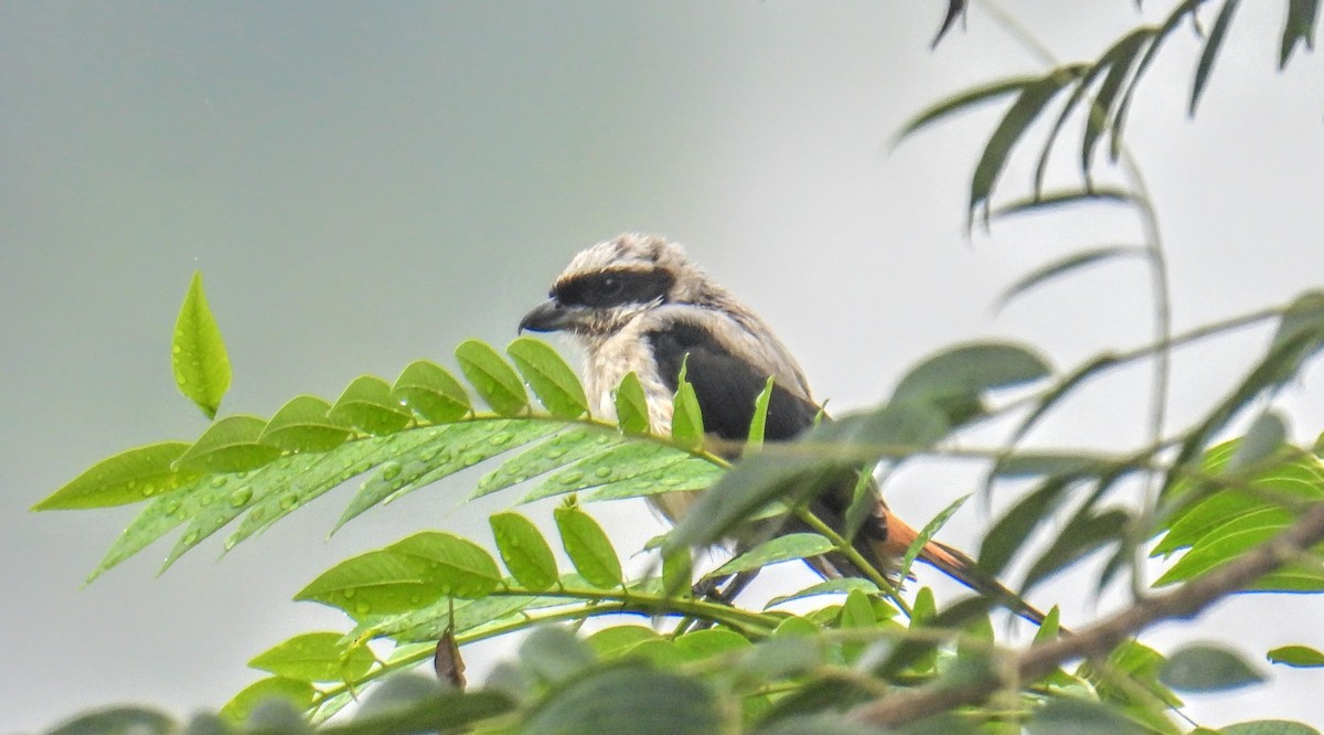 Alcaudón Schach - ML644307161