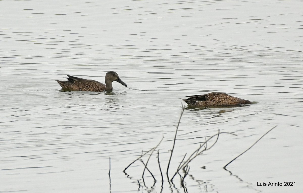Blue-winged Teal - ML644307165