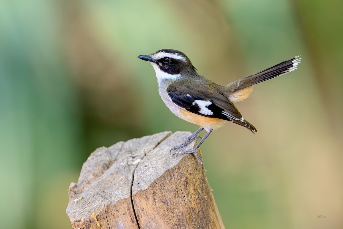 Buff-sided Robin - ML644307166