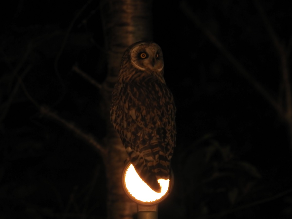 Gufo di palude - ML644307170