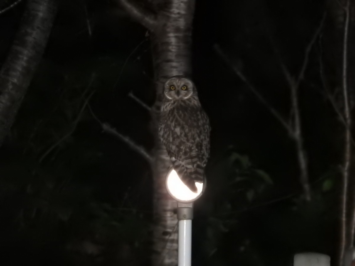 Gufo di palude - ML644307171