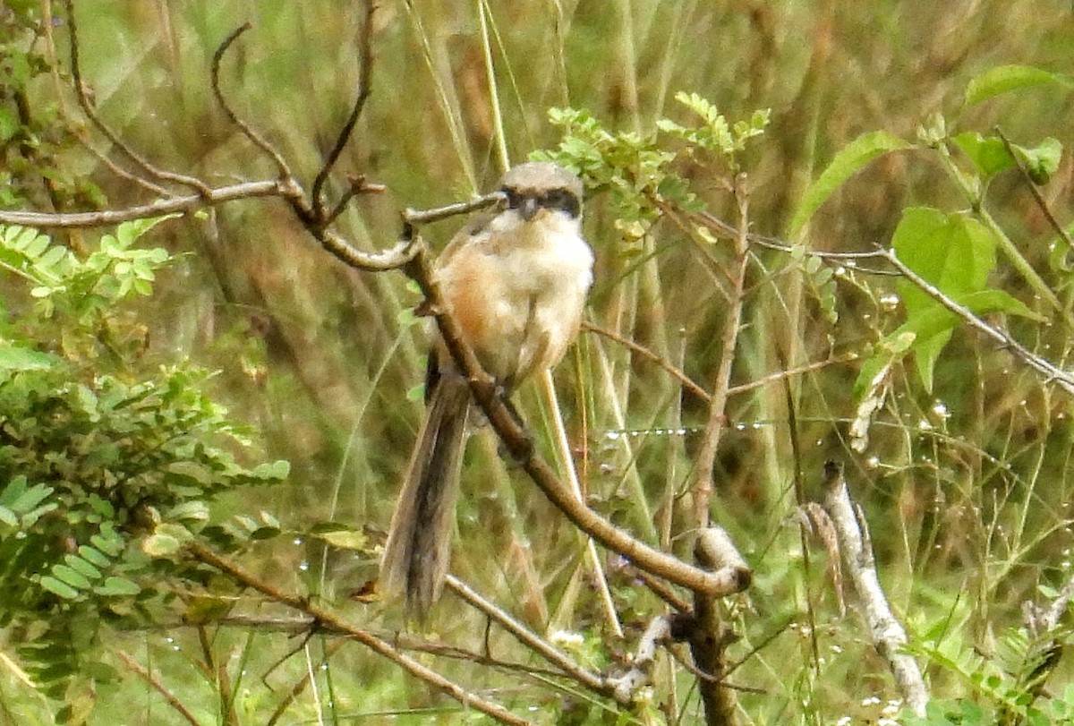 Alcaudón Schach - ML644307174