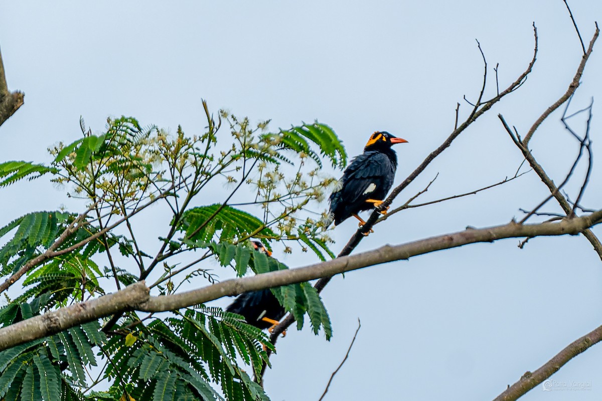 loskuták jižní - ML644307181