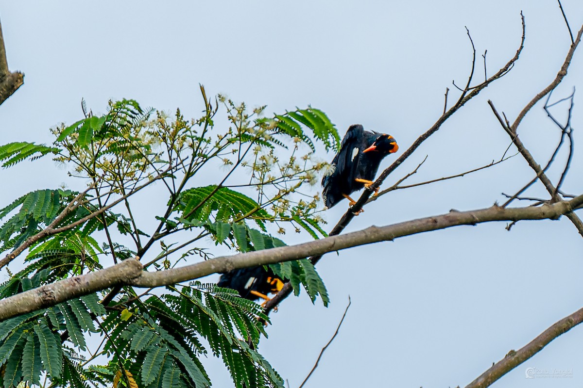 loskuták jižní - ML644307182