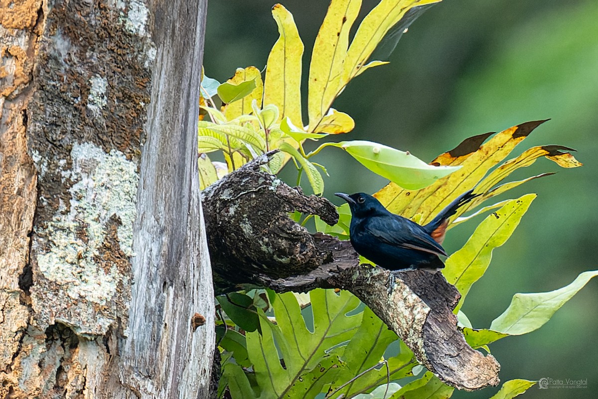 Indian Robin - ML644307192