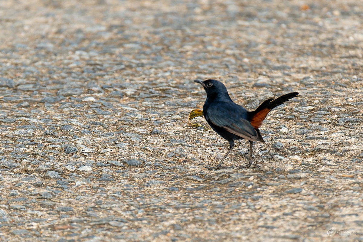 Indian Robin - ML644307193