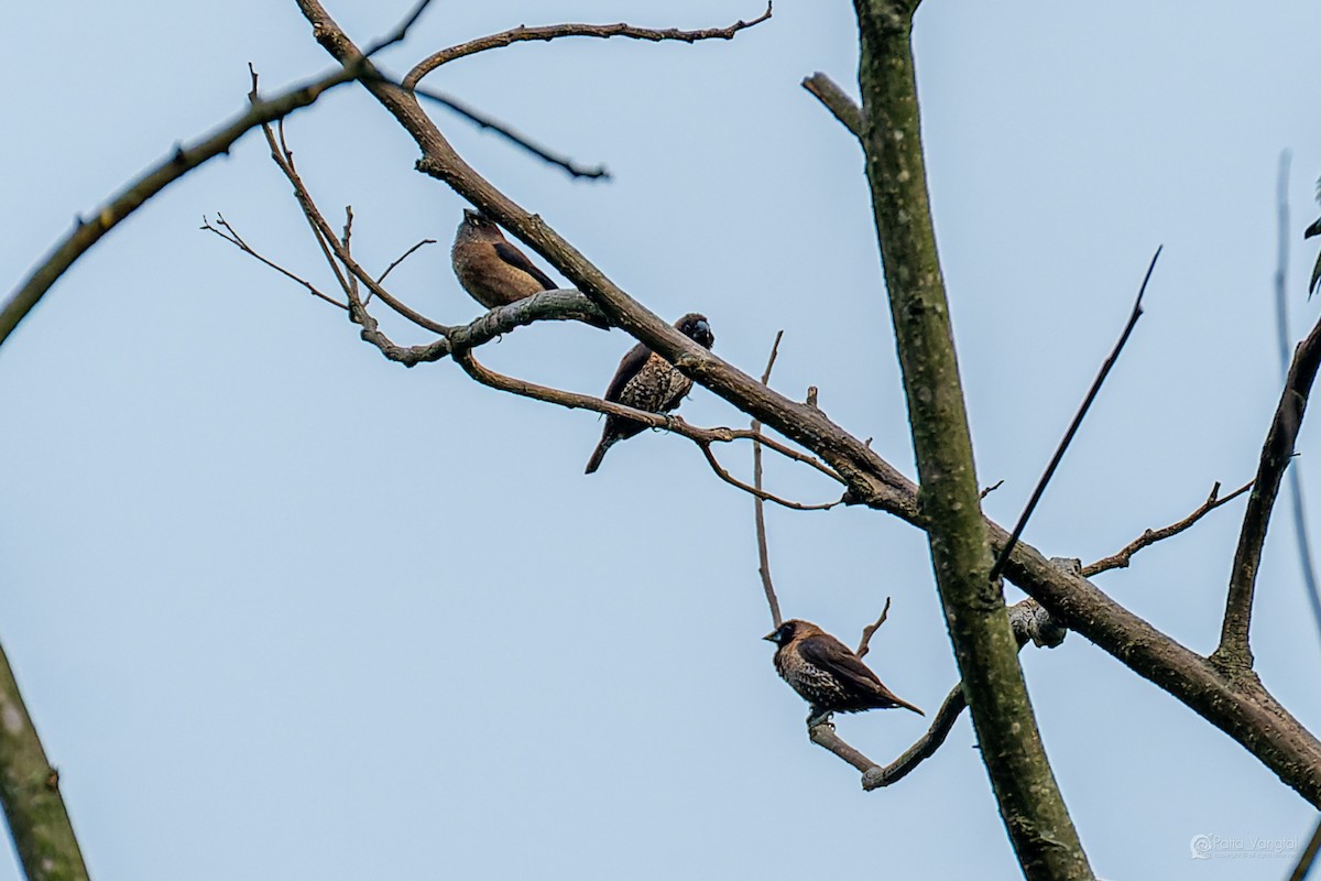 Black-throated Munia - ML644307198